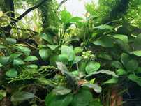 Anubias nana sadzonka