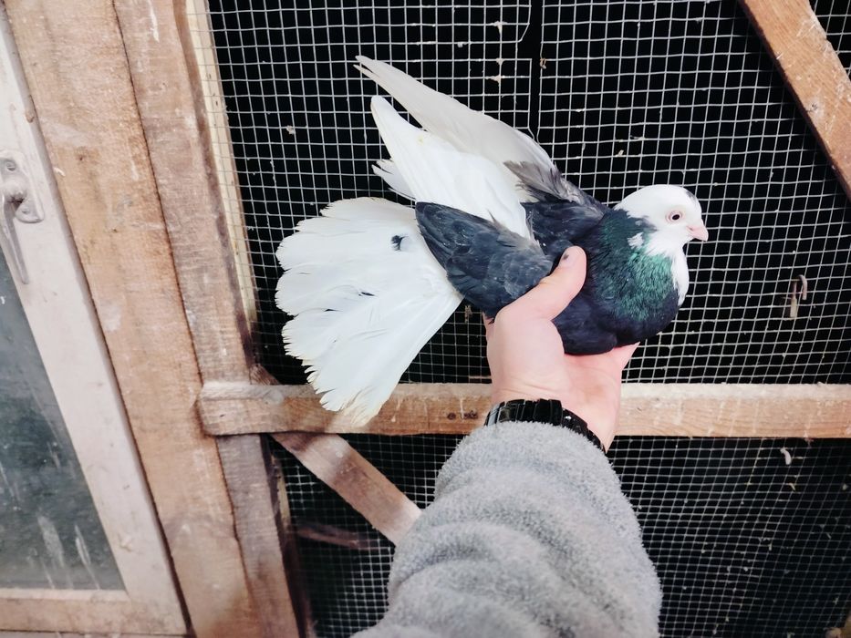 Gołębie zamojskie bociany