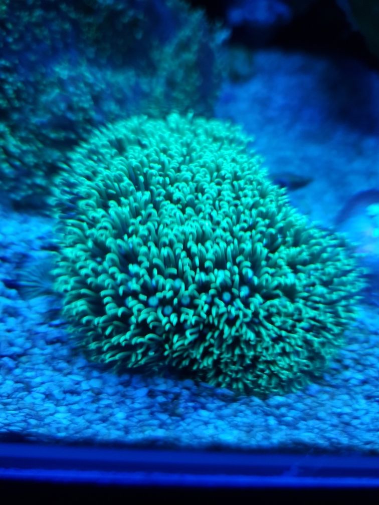 Briareum koral coral