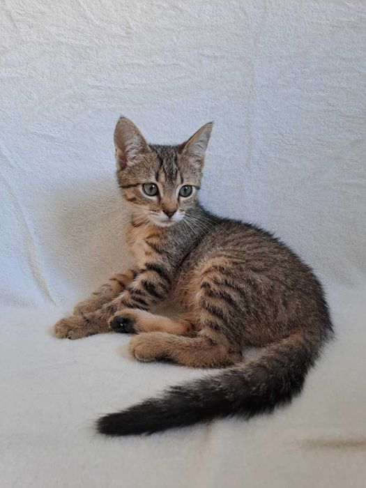 Mały Dali czeka na swój dom