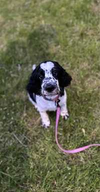 REZERWACJA | Springer spaniel angielski - suczka 10 tygodni ZKwP FCI