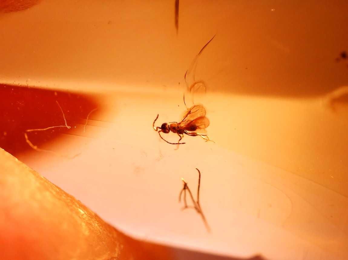 Bursztyn inkluzja rzadka osa Hymenoptera Megaspilidae !! wymarła