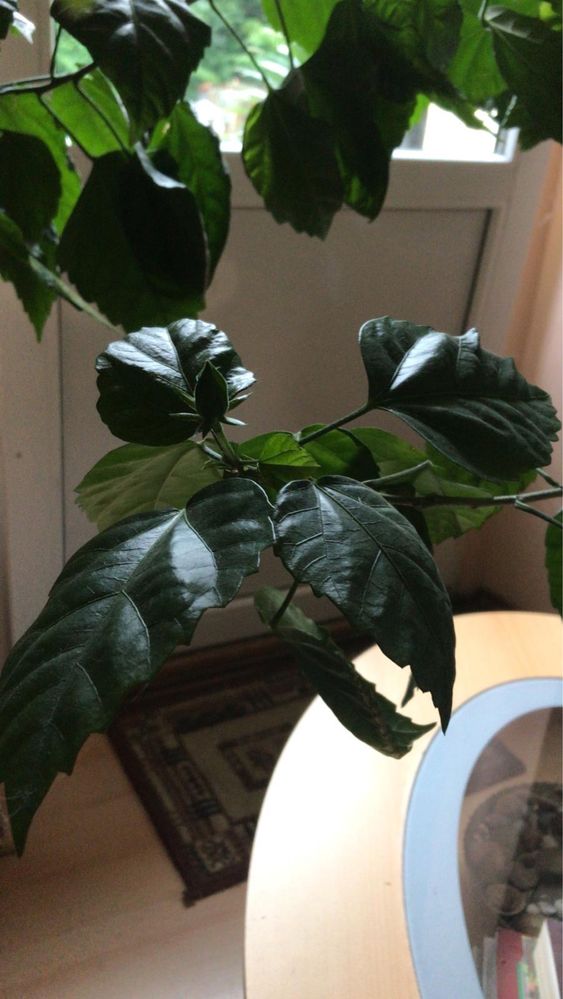 Róża chinska hibiskus w donicy 1-1,5 metra