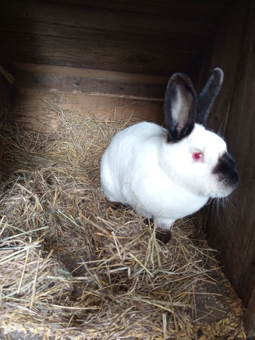 Samica Kalifornijska