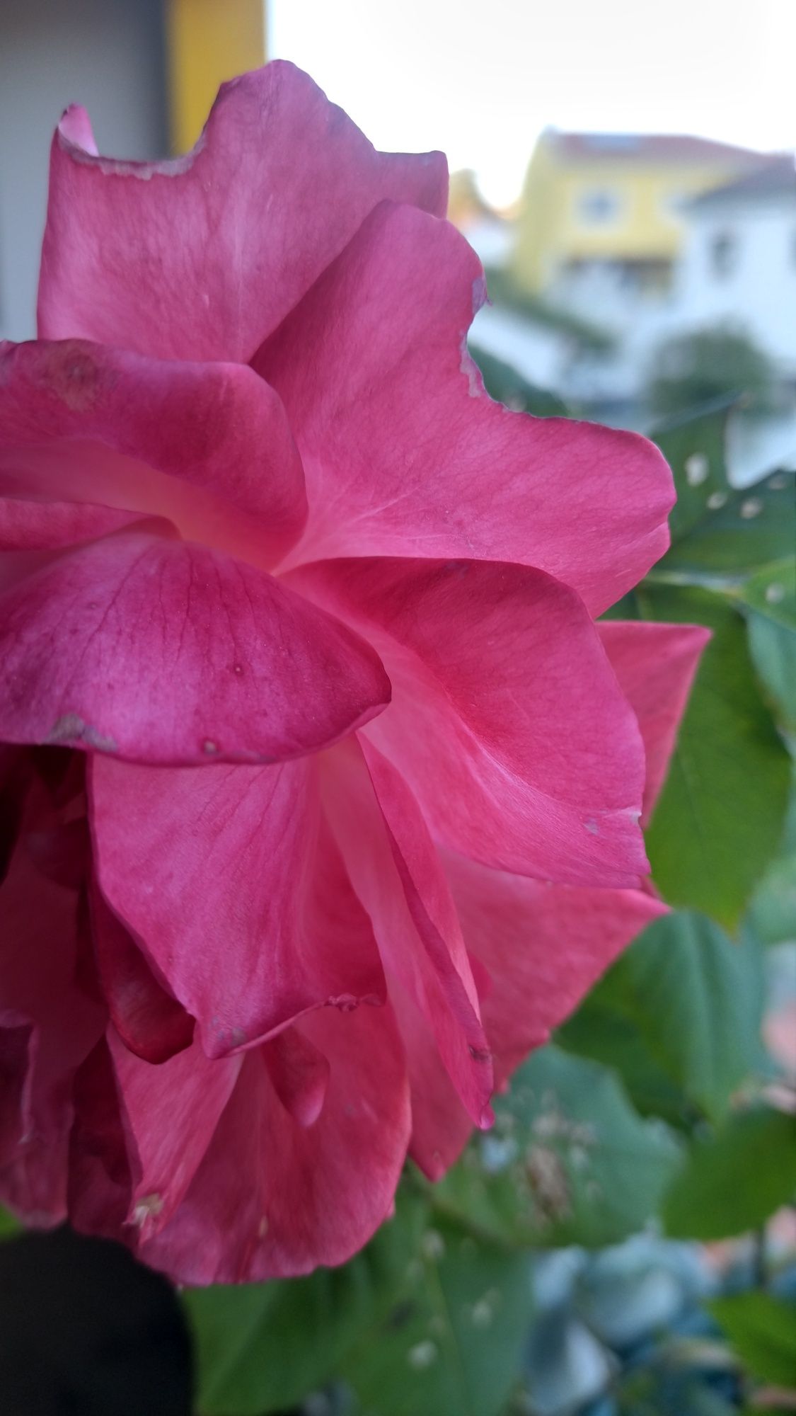 Roseiras para transplante