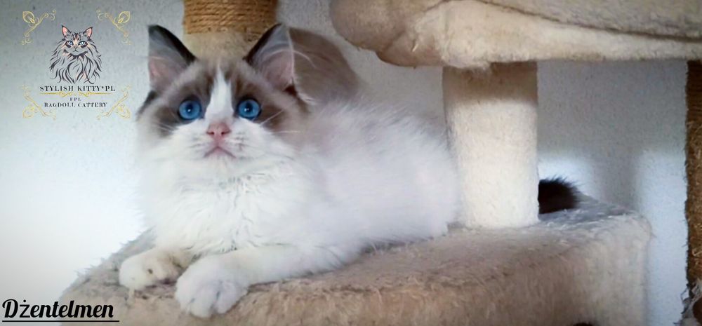 Ragdoll FPL kocurek/badania genetyczne