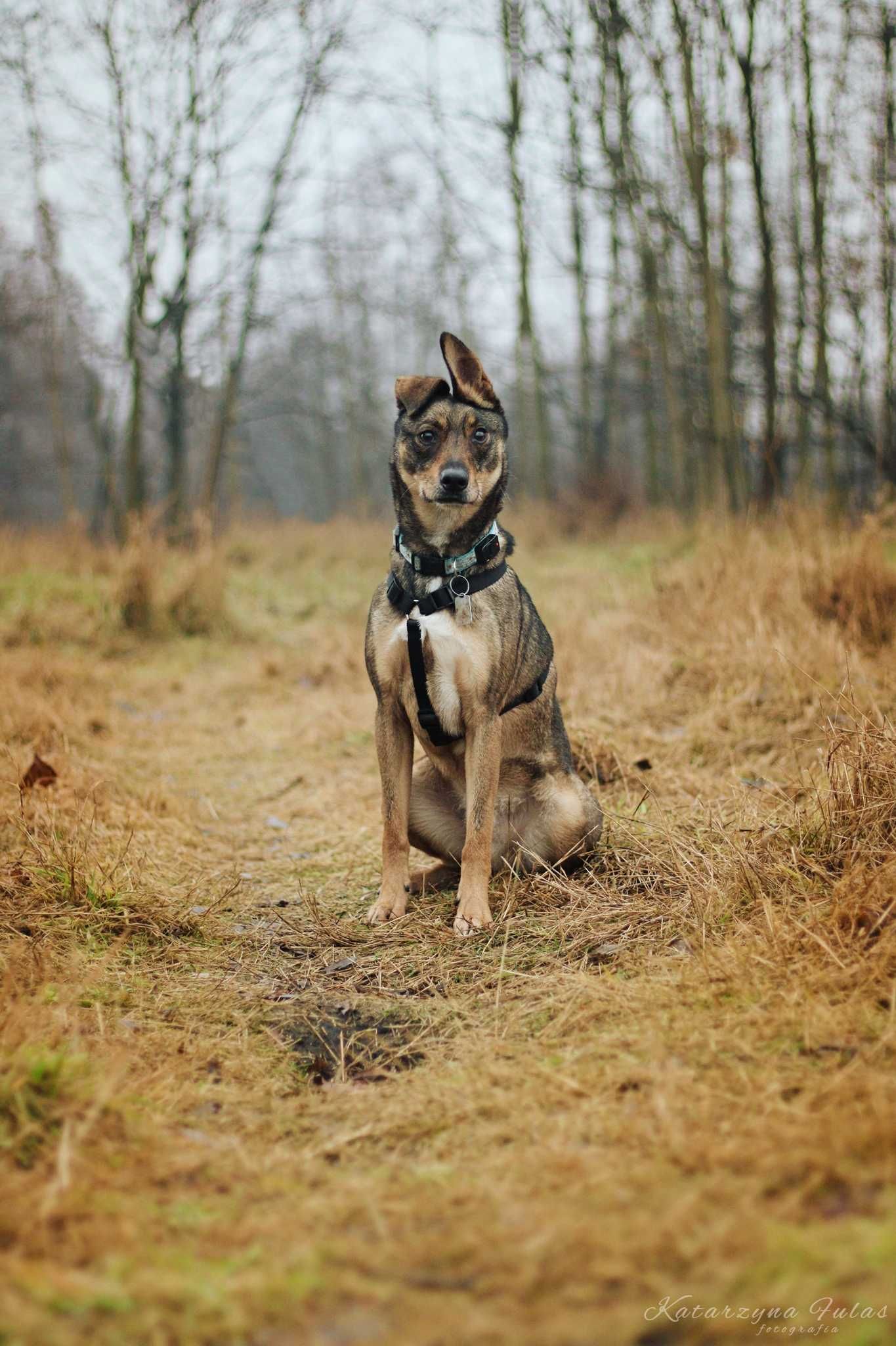 Baks super pies poleca się do adopcji