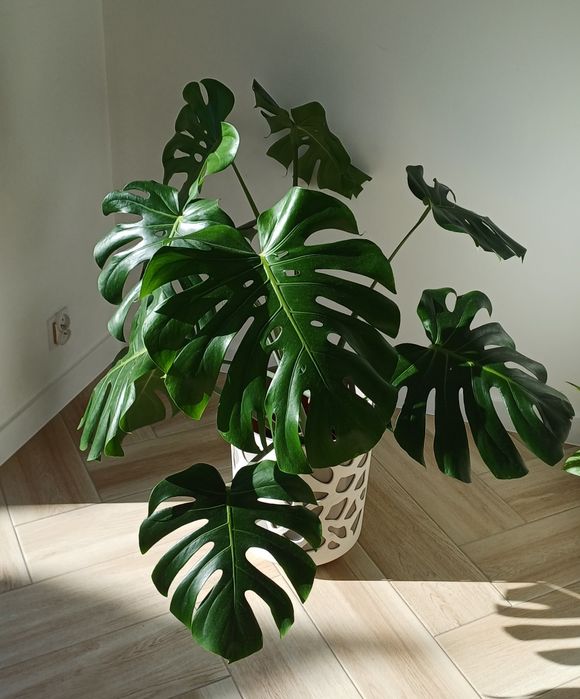 Monstera deliciosa duże liście z dziurami + doniczka i osłonka