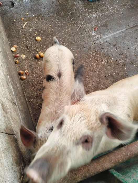 Duas porcas jovens