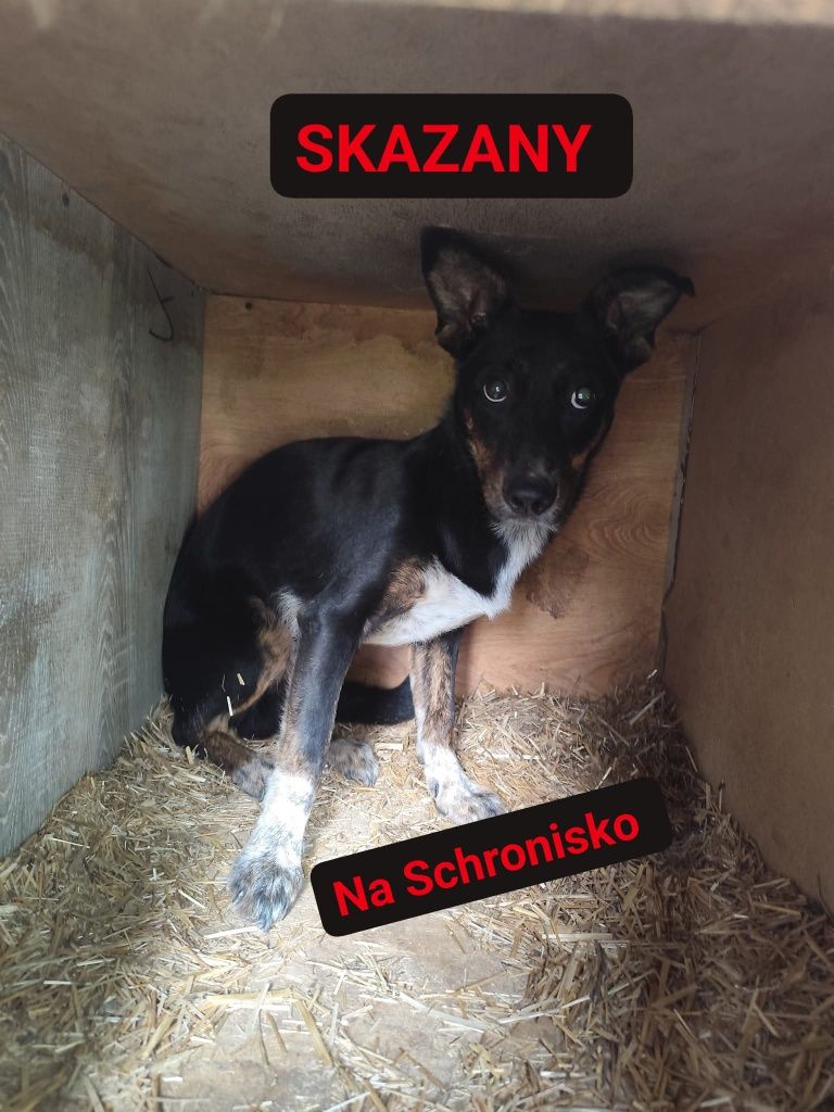 Przerażony Bazylek bez żadnych szans na dom