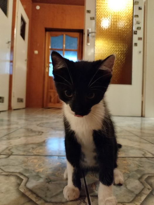 Cudowny kocórek Vakie (Fałki )