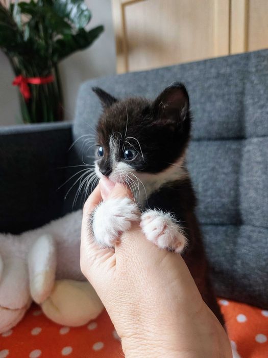 Mały Lucuś szuka domku!