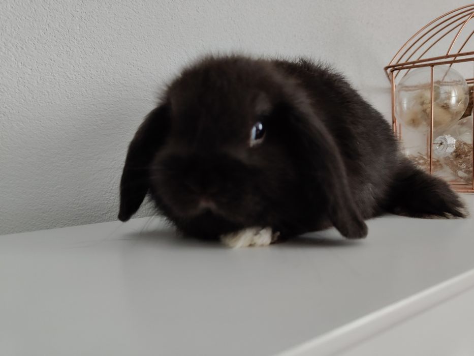 Mini Lop królik gotowe do odbioru