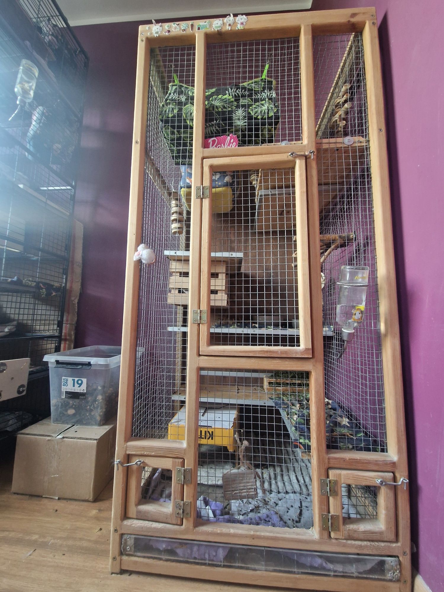 Szynszyla ANGORA wraz z dużą wolierą