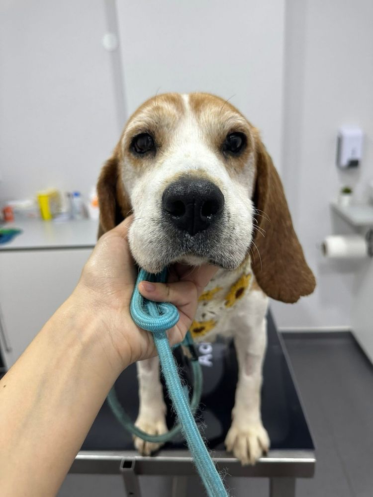 Malva - Beagle para adoção responsável
