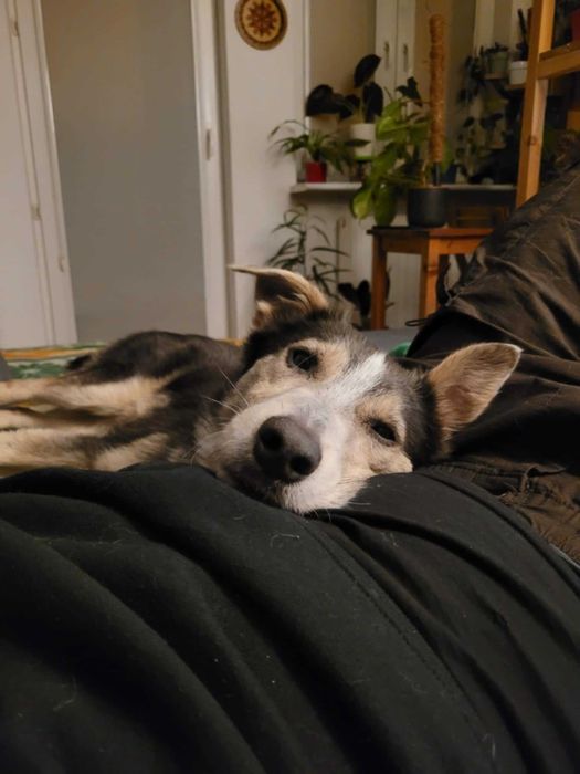 Piękny, młody POKER szuka kochającego domu !!