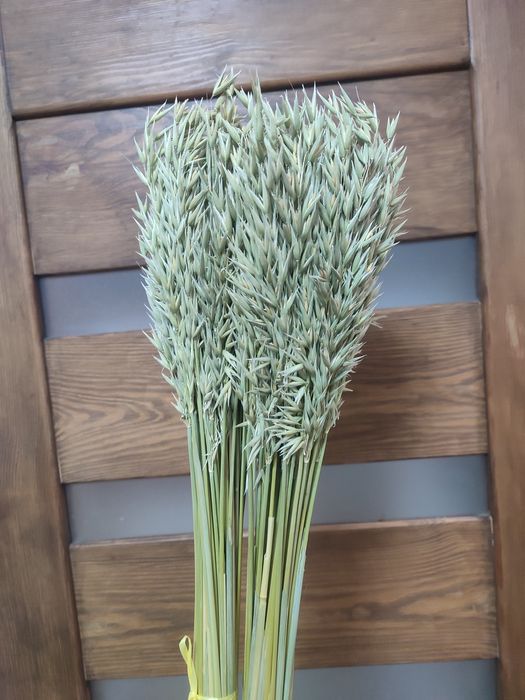 Колоски/злаки /сухоцвіти