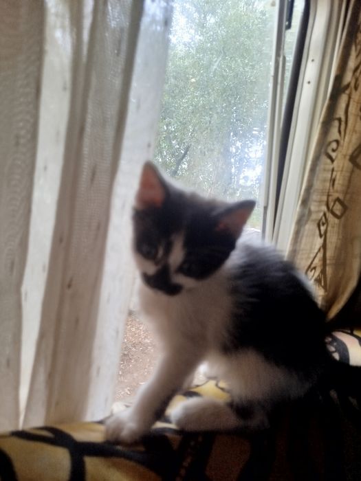 Dou gatinhos para família responsável.