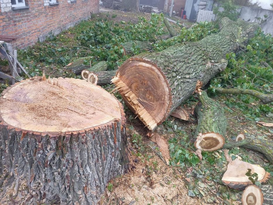 Зрізання та обрізка дерев. Арборіст