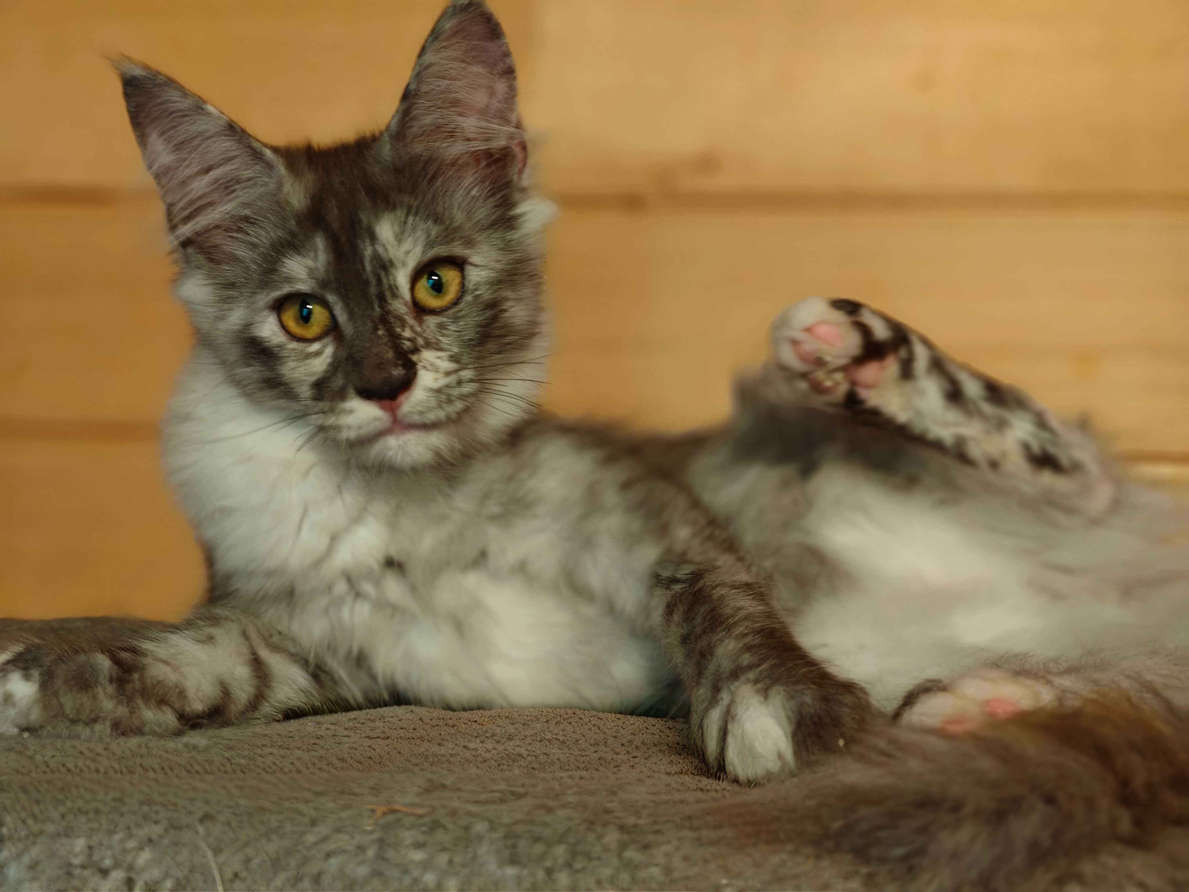 Kocięta Maine coon Mco fpl ccf srebrne dymne niebieskie