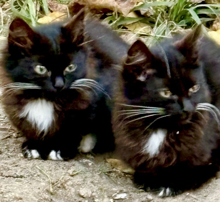 Пушистый черный котенок 2.5мес кошеня чорне котята красивые