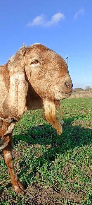 Англонубійський 100% козлик дорослий продається