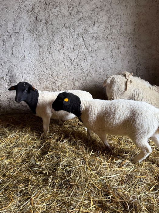 Dorper Owce Barany Tryk Owieczka