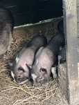 Mini pig super lindos