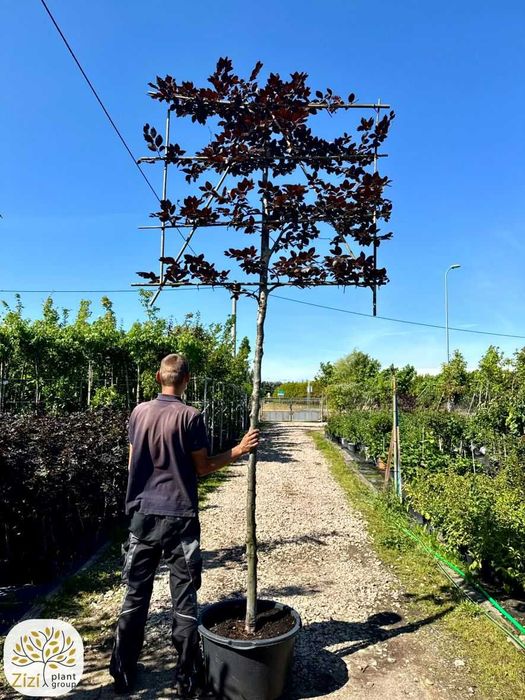 Fagus sylvatica Atropurpurea, Buk pospolity, pień 220cm, palmet