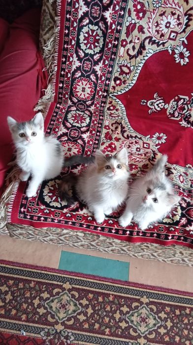 Віддам в добрі руки трьох дівчаток