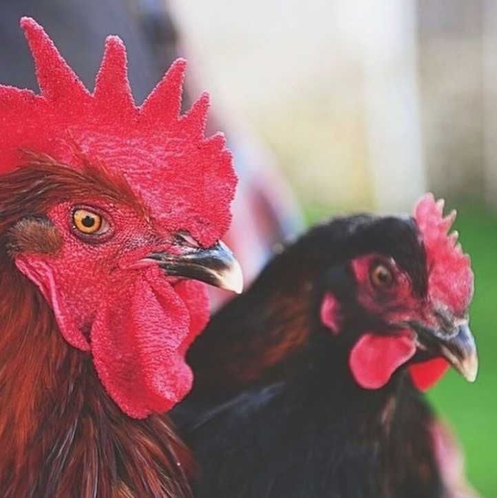 Najwyższej jakości świeże 100% jaja lęgowe Marans - Dark shell Wysyłka