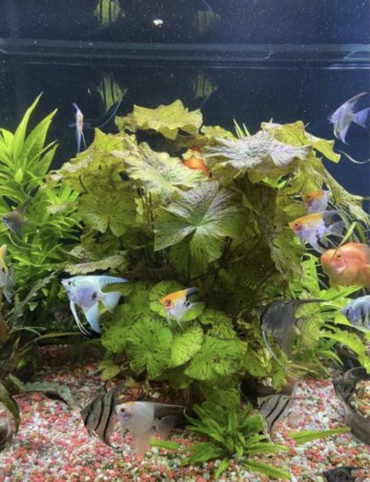 Roślina Lotos czerwony i zielony