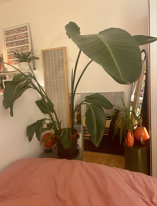 Bird of Paradise Strelitzia Potted Plant Estrelicia interior Design