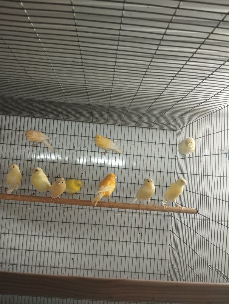 Canários machos e fêmeas