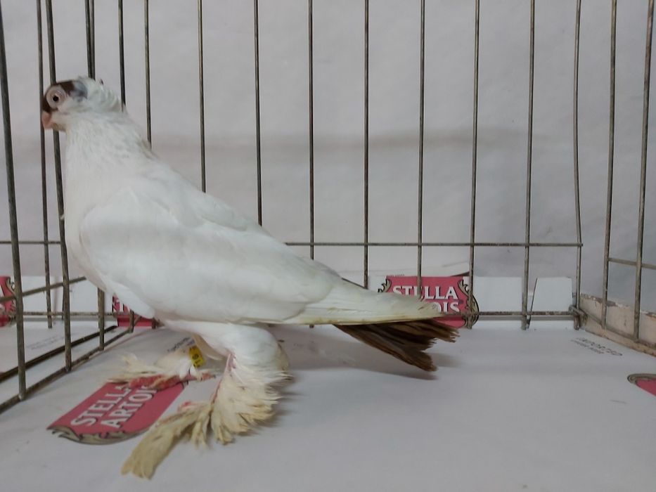 Gołębie Krymki Białostockie