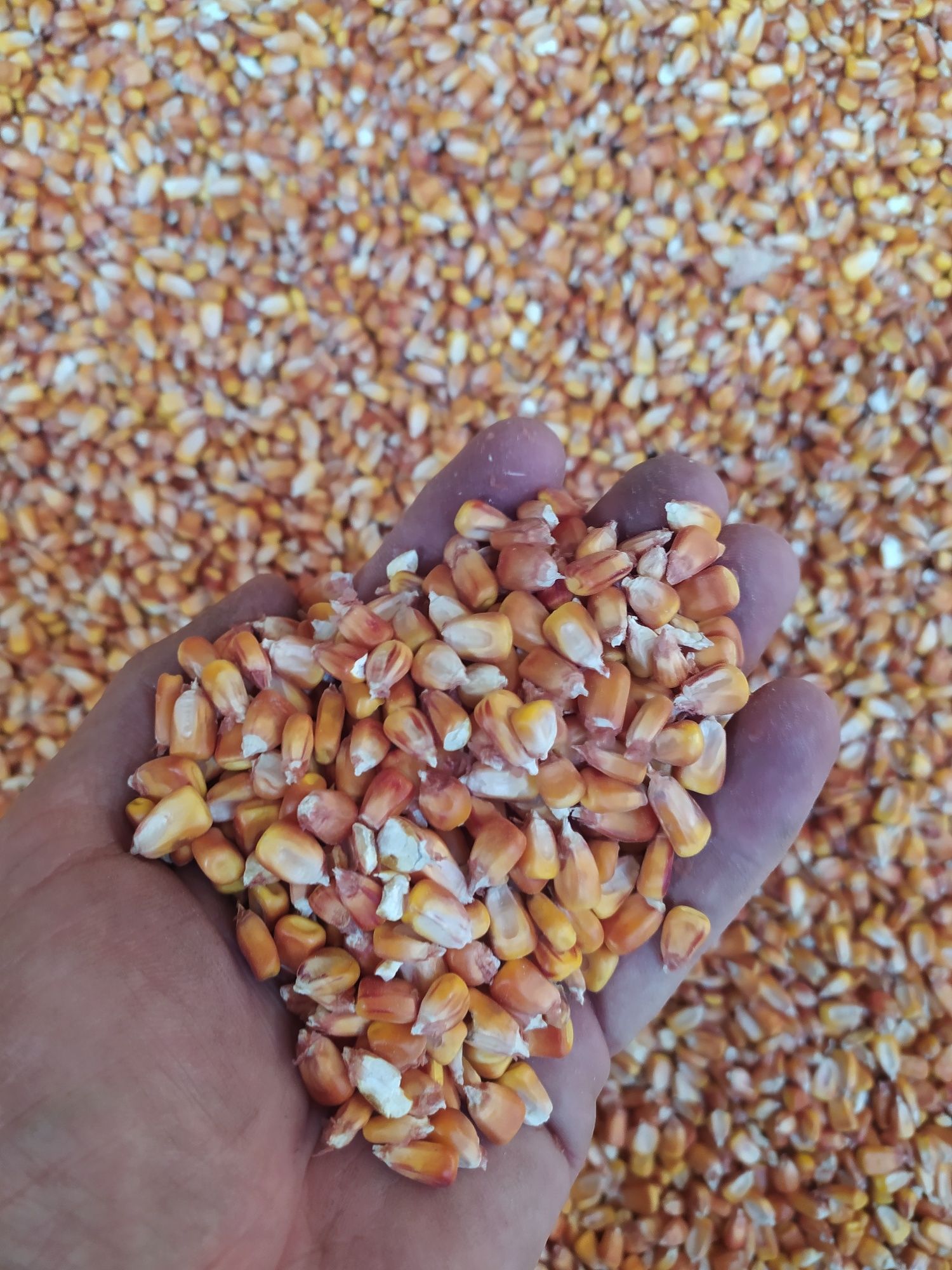 Кукурудза кукуруза  + пшениця врожай 2023 6 грн/кг.
