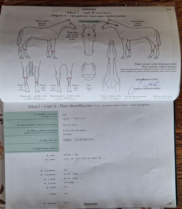 Źrebak koń Ogier Rasowy Hucuł rasa huculska