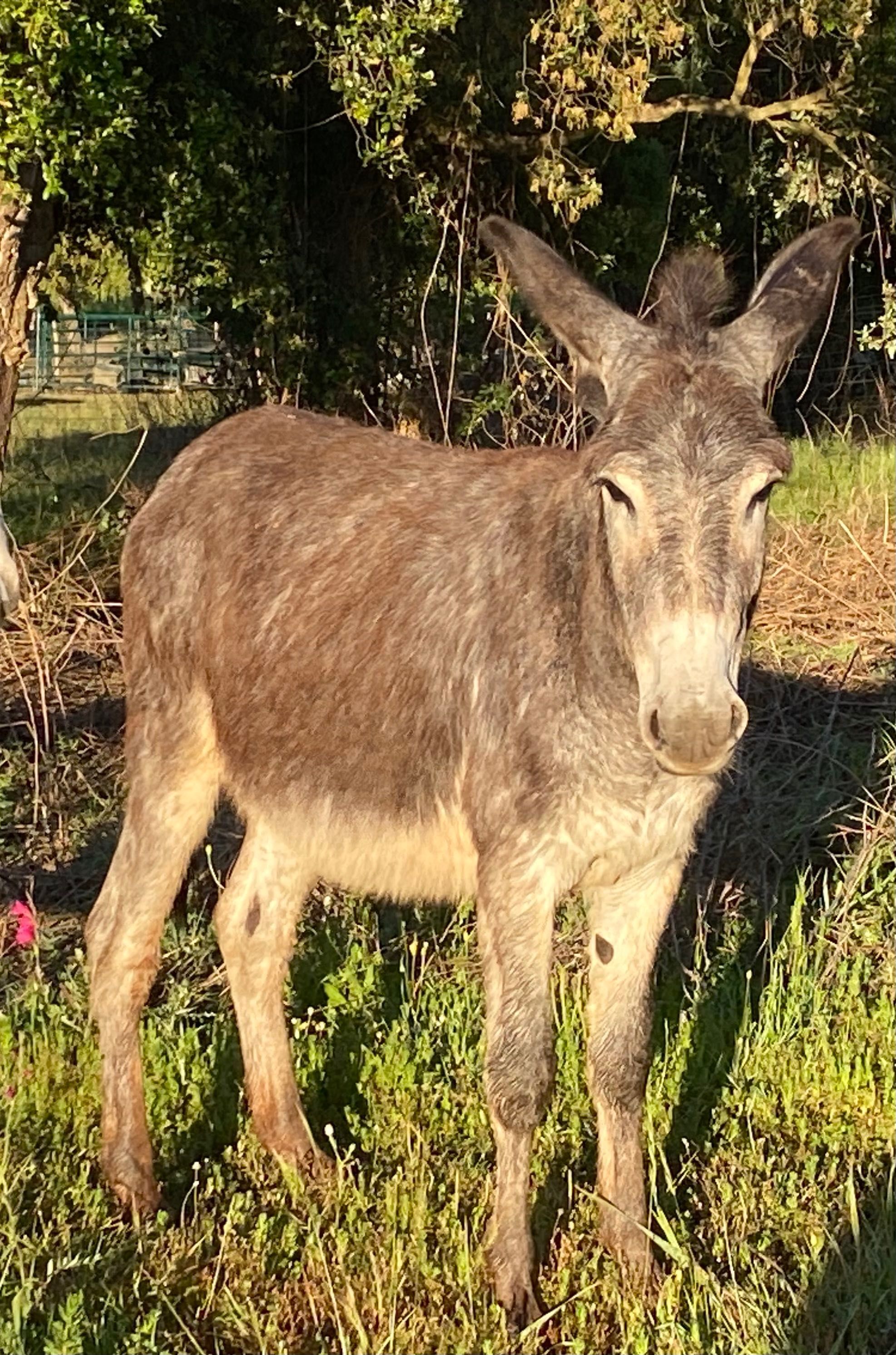 Vendo burros e burras: castanhos, brancos e cinzas