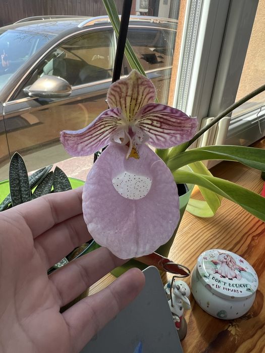 Пафілопеділум орхідея башмачок Paphiopedilum micranthum