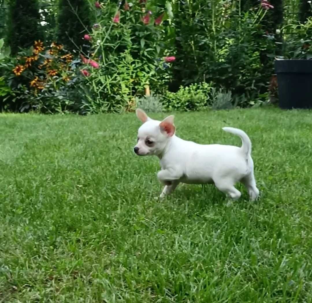Śliczna MINI suczka Chihuahua