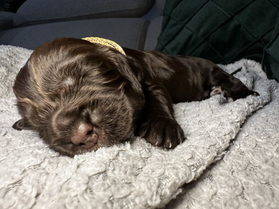 Coker spaniel angielski pies