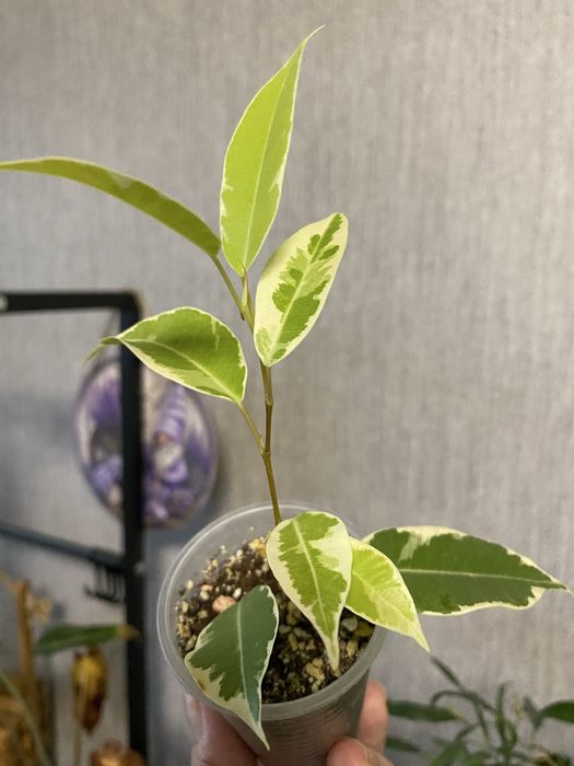 Фікус бенджаміна Мунлайт