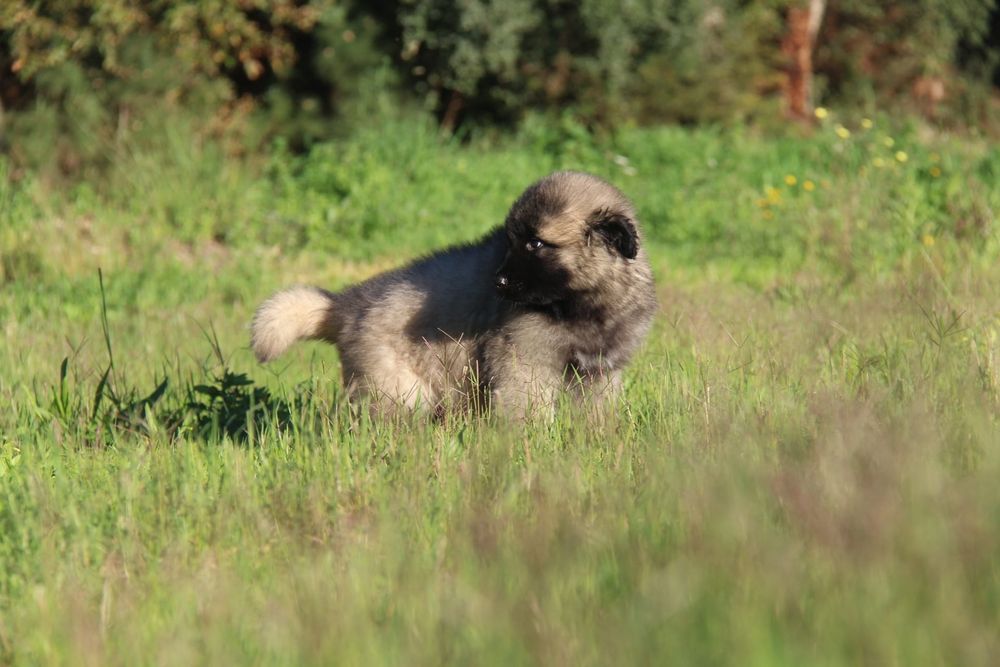 Cachorro Serra da Estrela