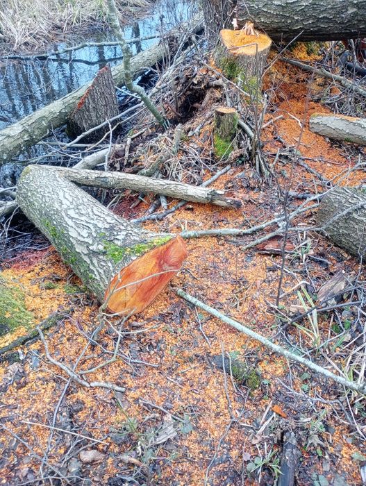 Drzewo olcha  buk klon  idealne do wedzenia