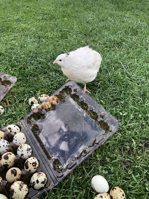 Перепілки,інкубаційне-харчове яйце породи англійська біла,фараон,фенік