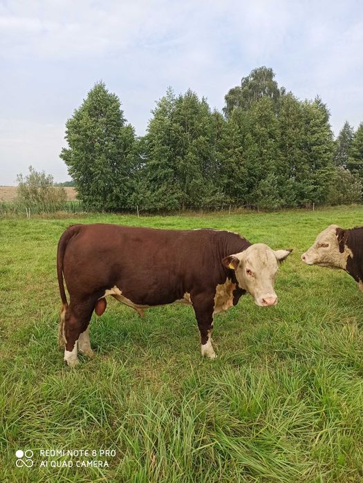 hereford byk buhaj hodowlany ekologiczny po inseminacji