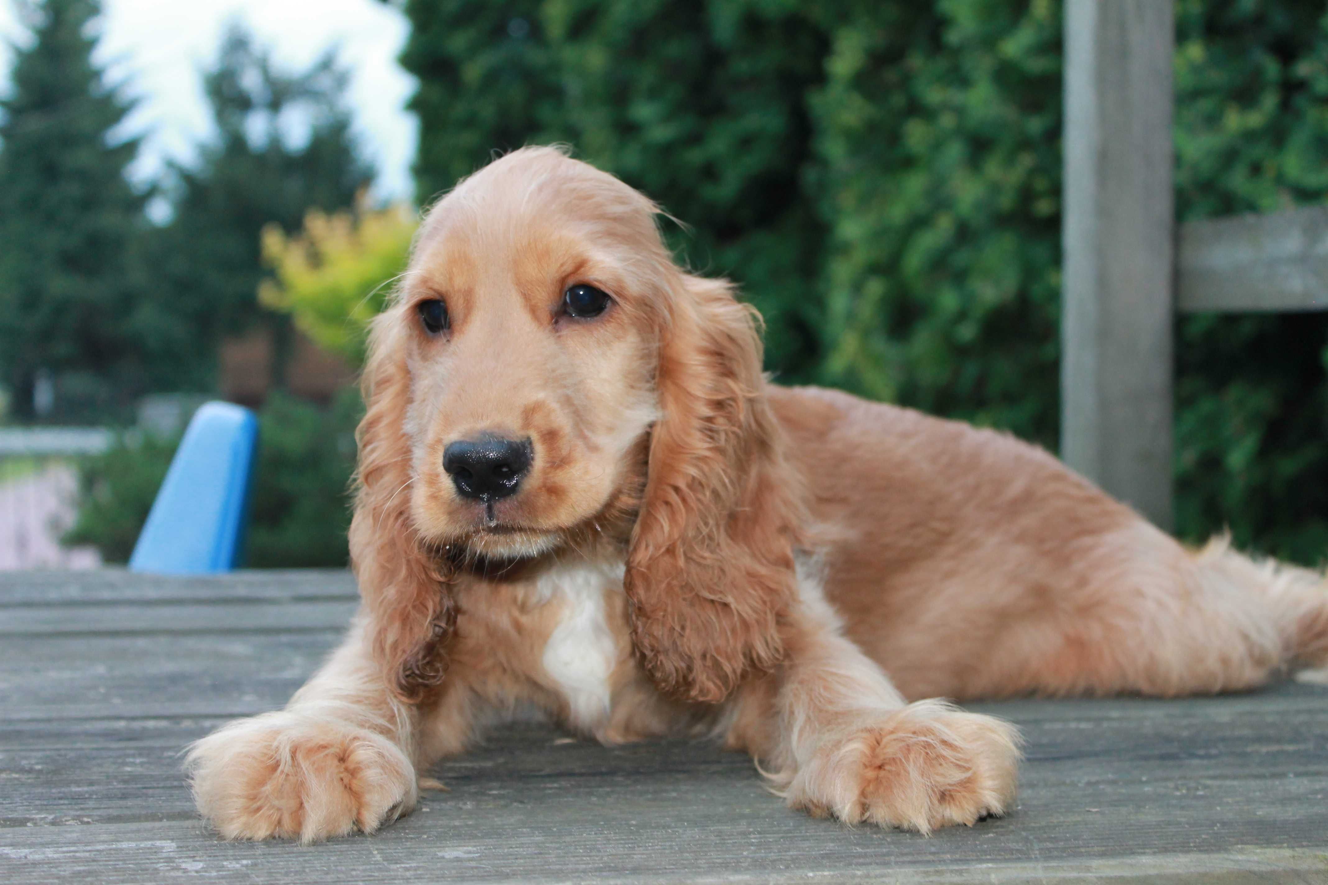 cocker spaniel śliczny piesek