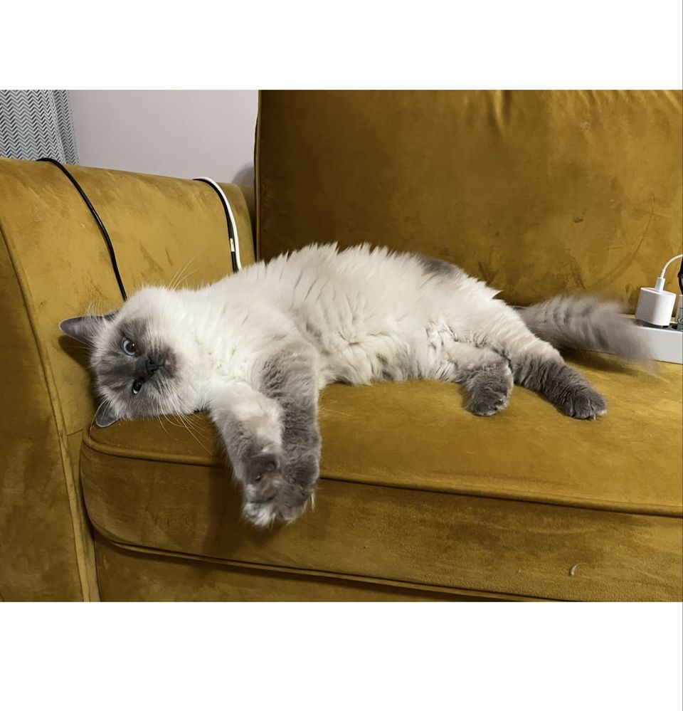 Śliczna kotka ragdoll