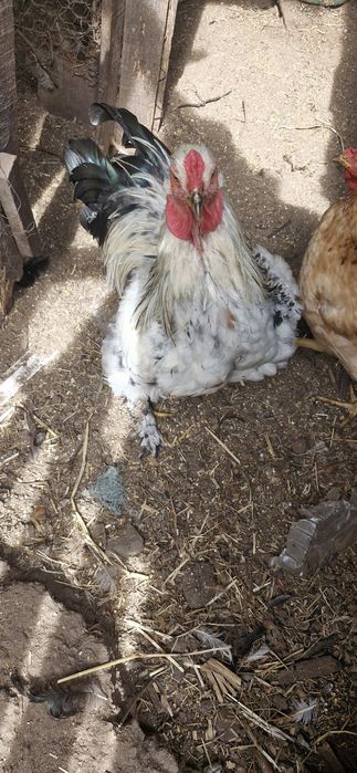 2 Galos  Brahmas puros