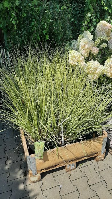 Trawa pampasowa "Gold Mini Pampas", złoto-zielone liście, nowość!